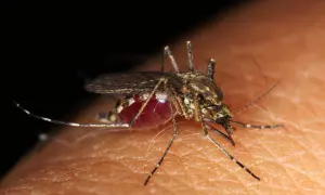 Komar z czerwonym, pełnym krwią odwłokiem, siedzi na ludzkiej skórze. Ta denga nie odpuści.