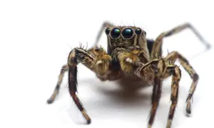 Pająk skaczący z wieloma oczami, budzący **arachnofobię**. Jego futrzane odnóża i groźne spojrzenie mogą przyprawić o dreszcze.