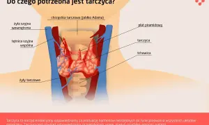 Anatomia szyi z zaznaczoną tarczycą. Tarczyca jest gruczołem odpowiedzialnym za metabolizm i nastrój.