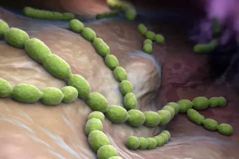 Zielone, pałeczkowate bakterie ułożone w łańcuszki, przypominające Synflorix, na tle tkanki.