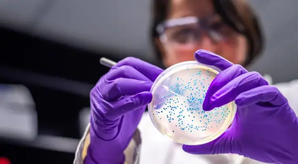 Badacz w fioletowych rękawiczkach analizuje płytkę Petriego z licznymi koloniami bakterii, w tym escherichia coli, pod światłem.
