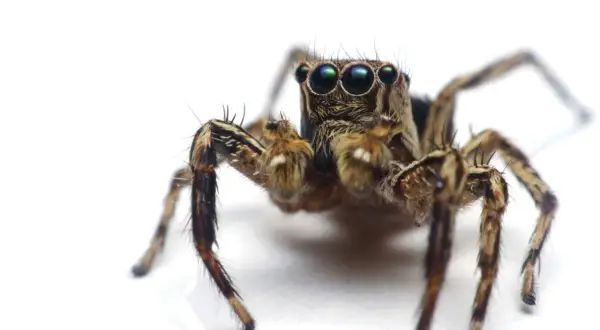 Pająk skaczący z wieloma oczami, budzący **arachnofobię**. Jego futrzane odnóża i groźne spojrzenie mogą przyprawić o dreszcze.