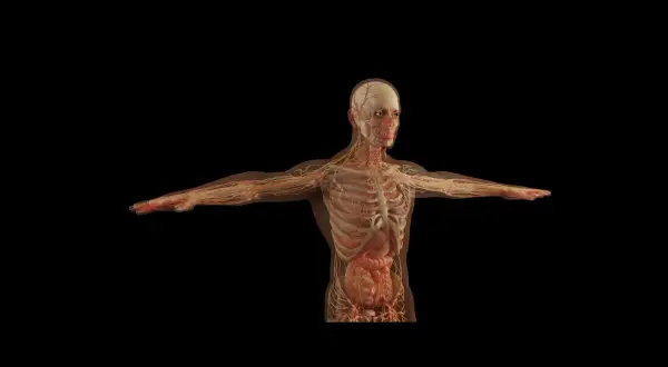 Anatomia człowieka z widocznymi naczyniami krwionośnymi i nerwami. Ukazuje stan zdrowia, gdzie nie widać oznak atrofii mięśni.
