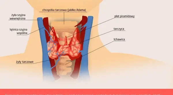 Anatomia szyi z zaznaczoną tarczycą. Tarczyca jest gruczołem odpowiedzialnym za metabolizm i nastrój.