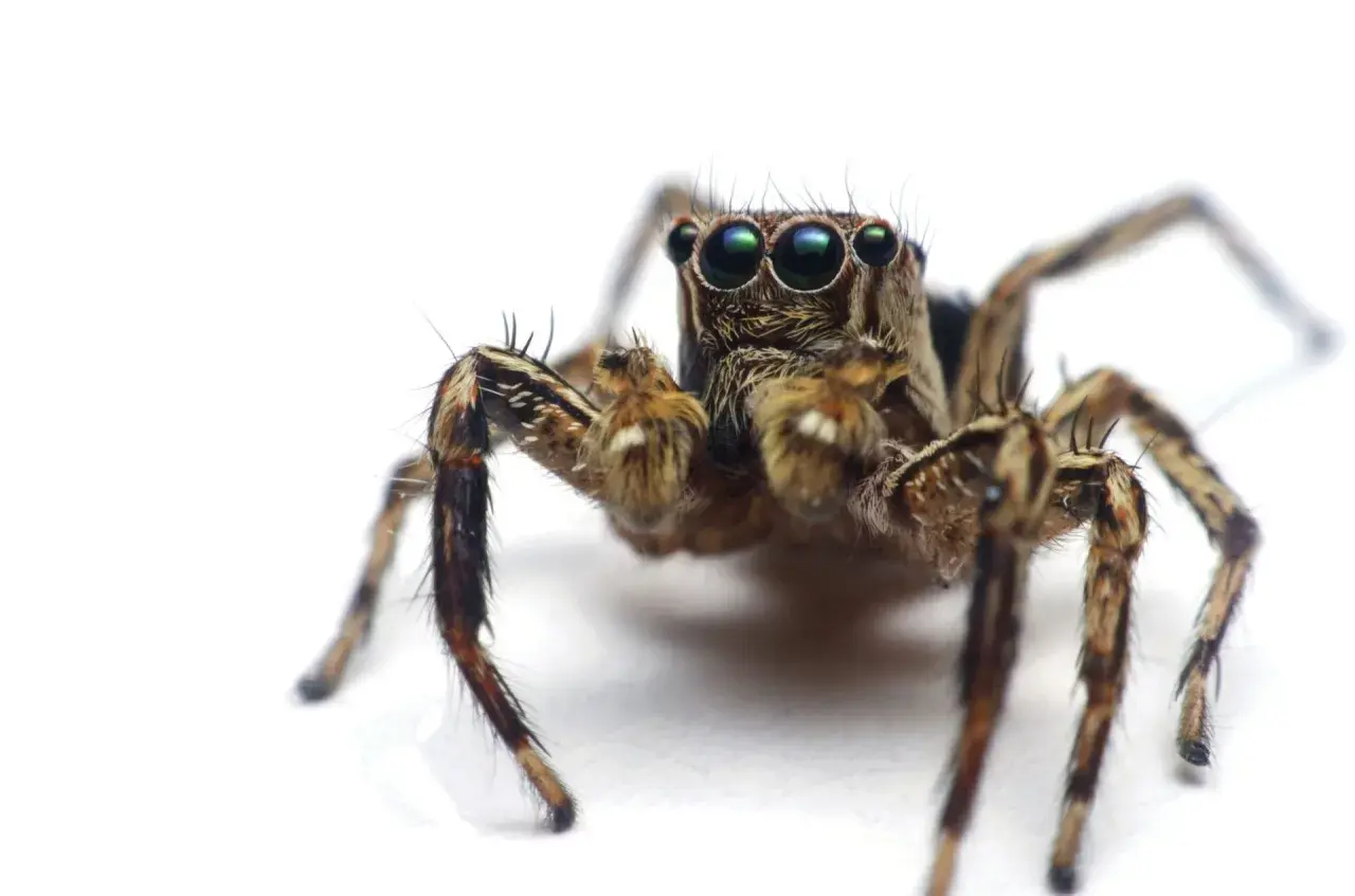 Pająk skaczący z wieloma oczami, budzący **arachnofobię**. Jego futrzane odnóża i groźne spojrzenie mogą przyprawić o dreszcze.