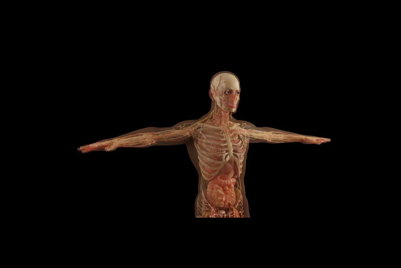Anatomia człowieka z widocznymi naczyniami krwionośnymi i nerwami. Ukazuje stan zdrowia, gdzie nie widać oznak atrofii mięśni.