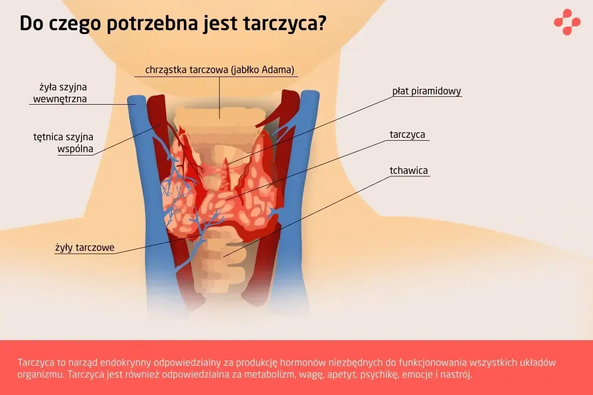 Anatomia szyi z zaznaczoną tarczycą. Tarczyca jest gruczołem odpowiedzialnym za metabolizm i nastrój.