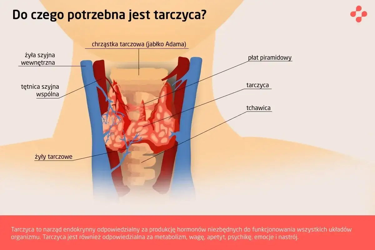 Anatomia szyi z zaznaczoną tarczycą. Tarczyca jest gruczołem odpowiedzialnym za metabolizm i nastrój.