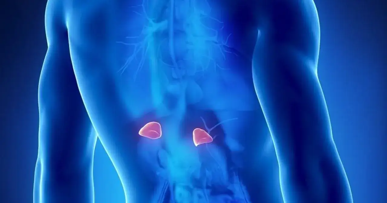 Anatomical illustration showing adrenal glands. Wczesne objawy guza nadnercza mogą być subtelne, ale ważne jest, by zwracać uwagę na sygnały wysyłane przez organizm.