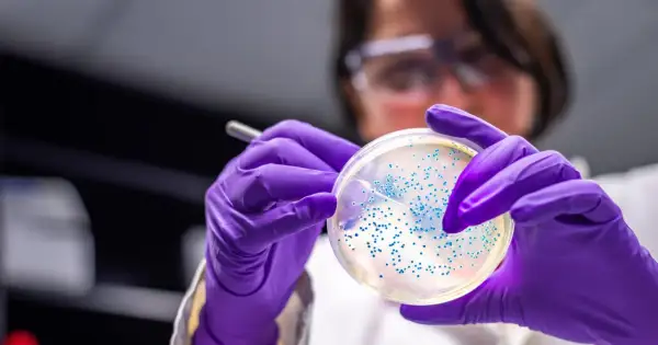 Badacz w fioletowych rękawiczkach analizuje płytkę Petriego z licznymi koloniami bakterii, w tym escherichia coli, pod światłem.