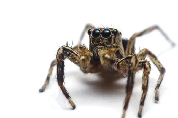 Pająk skaczący z wieloma oczami, budzący **arachnofobię**. Jego futrzane odnóża i groźne spojrzenie mogą przyprawić o dreszcze.